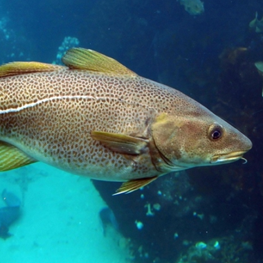 gadus-morhua-fish
